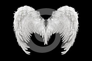 Angelic White Feathered Wings Isolated on Black