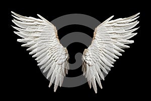 Angelic White Feathered Wings Isolated on Black