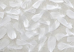 Angelic White fluffy feather background