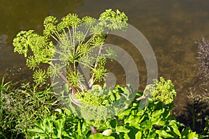 Angelica, Angelica, Archangelica, belongs to the wild plant with green flowers. It is an important medicinal plant and