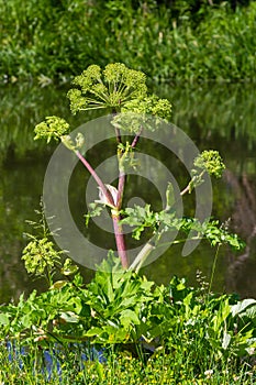 Angelica, Angelica, Archangelica, belongs to the wild plant with green flowers. It is an important medicinal plant and