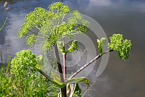 Angelica, Angelica, Archangelica, belongs to the wild plant with green flowers. It is an important medicinal plant and is also