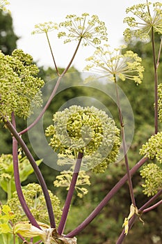 Angelica Archangelica