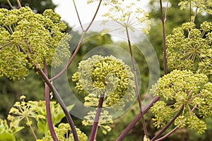 Angelica Archangelica