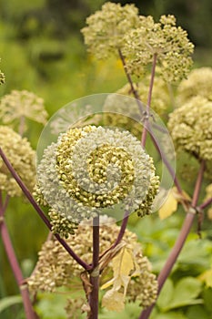 Angelica Archangelica