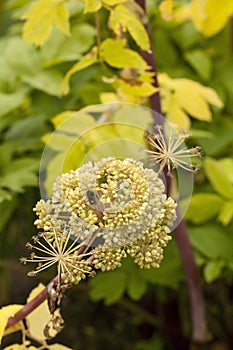 Angelica Archangelica