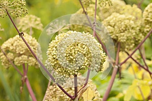 Angelica Archangelica