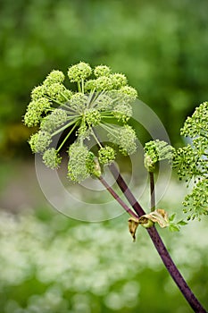 Angelica archangelica