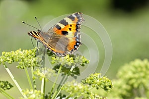 Angelica archangelica  butterfly