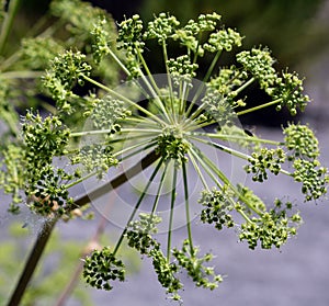 Angelica archangelica, commonly known as garden angelica,