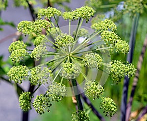Angelica archangelica, commonly known as garden angelica,