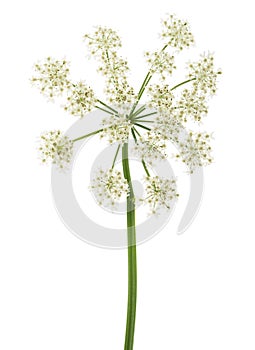 Angelica archangelica flowers