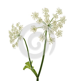 Angelica archangelica flowers