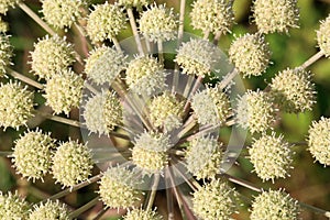 Angelica archangelica growing in a wild meadow.