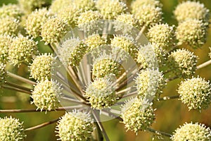 Angelica archangelica growing in a wild meadow.