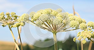 Angelica archangelica growing in a wild meadow.