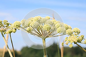 Angelica archangelica growing in a wild meadow.