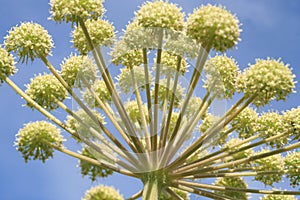 Angelica archangelica growing in a wild meadow.