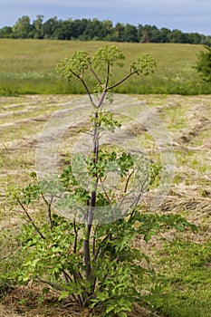 Angelica Archangelica - the plant used in culinary