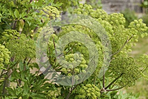 Angelica Archangelica - the plant used in culinary