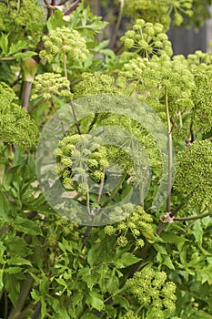 Angelica Archangelica - the plant used in culinary