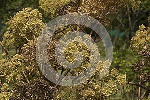 Angelica Archangelica - the plant used in culinary