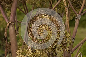 Angelica Archangelica - the plant used in culinary