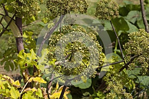 Angelica Archangelica - the plant used in culinary