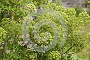 Angelica Archangelica - the plant used in culinary photo