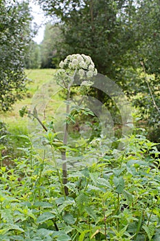 Angelica flowers for flora emblem in Green Venice humid marsh