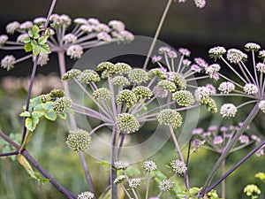 angelica flowers in a garden