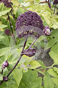 Angelica gigas flower