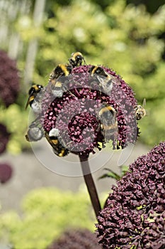 Angelica gigas flower with bees