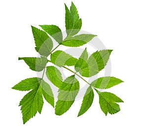 Angelica herb leaf sprig
