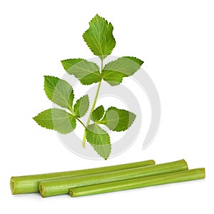 Angelica Herb Leaf and Stems photo