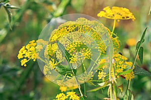 Angelica officinalis Moench . Israel