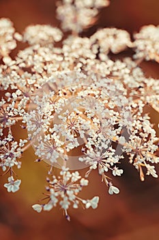 Angelica sylvestris in macro photography