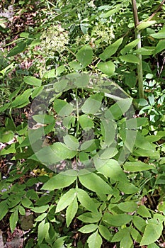 Angelica sylvestris - wild plant