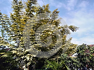 angelica tree, which belongs to the Araliaceae family. Aralia elata is a type of plant originating from Asia