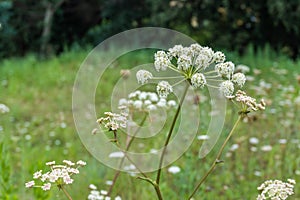 Angelica wild forest plant in bloom