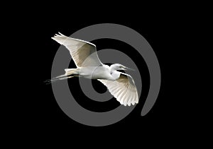 Angelical egret