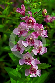 Angelonia angustifolia Angel Flower