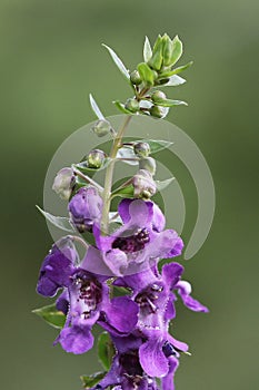angelonia
