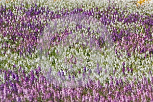 Angelonia field background