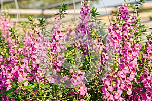 Angelonia goyazensis Benth.