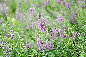 Angelonia goyazensis Benth