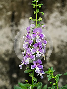 Angelonia goyazensis Benth with blur background