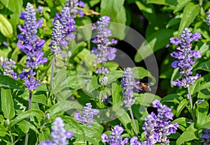 Angelonia Serena flower Little Turtle Flower in garden at winter,  Flower Field in the Garden, Purple flower at suanluang rama 9