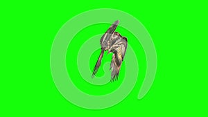 Angels Birds Wings Flapping Side 3D Rendering Green Screen