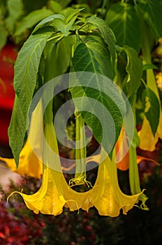 Angels trumpet datura flowers in a tropical garden